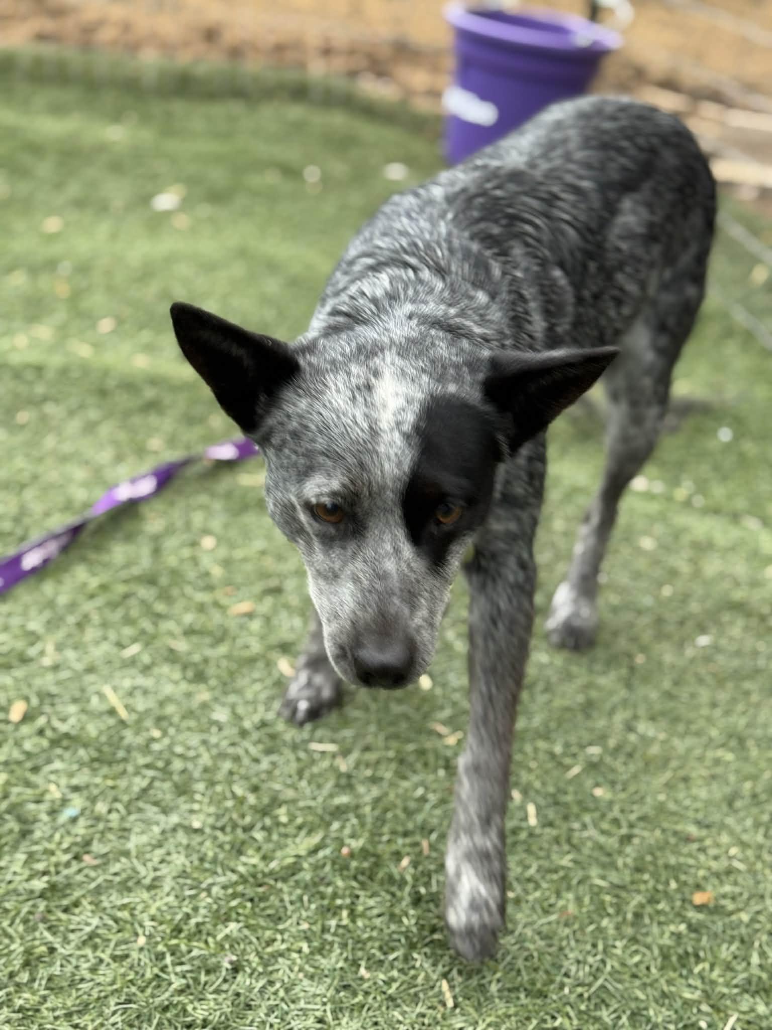 Shasta, an adopted Australian Cattle Dog / Blue Heeler image 6/6