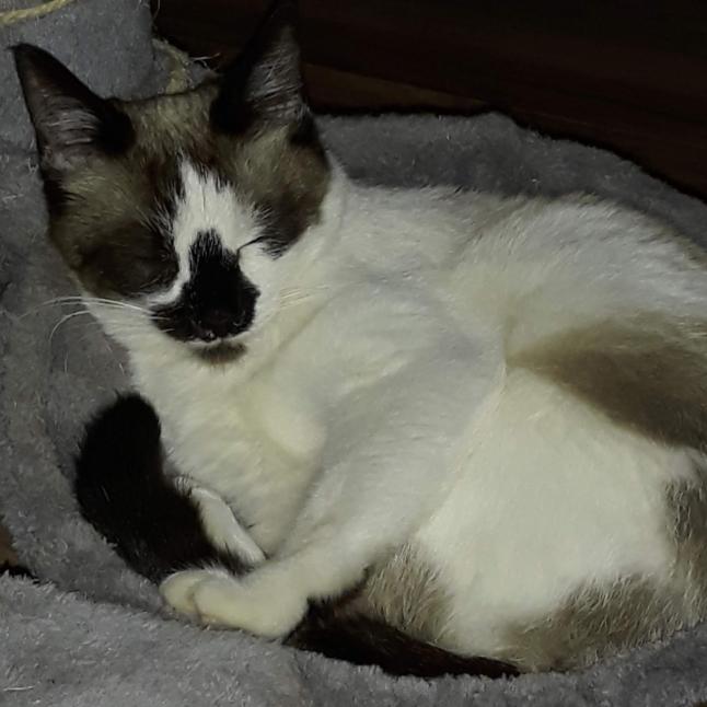 Enlarge Greta, a Adoptable mixed breed in Layton, UT image 2/2