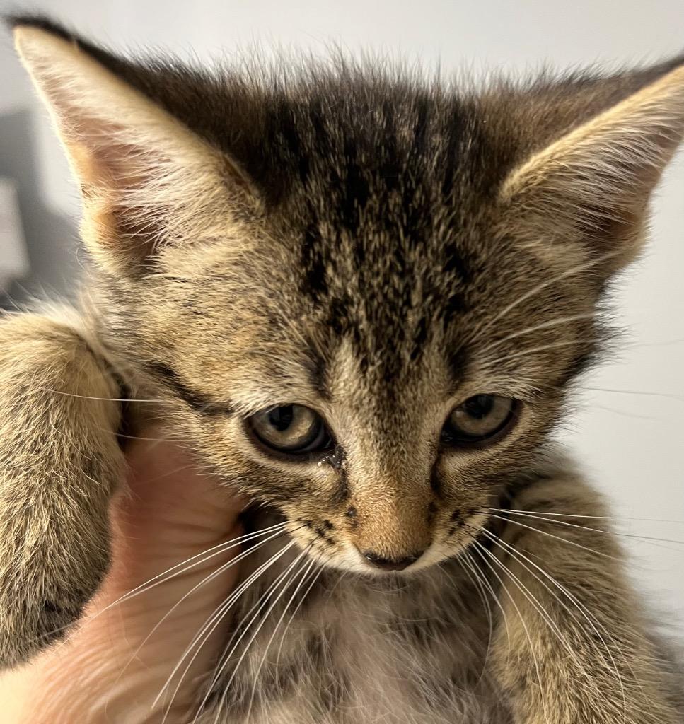 Brie, Adoptable, Kitten Female Domestic Short Hair.