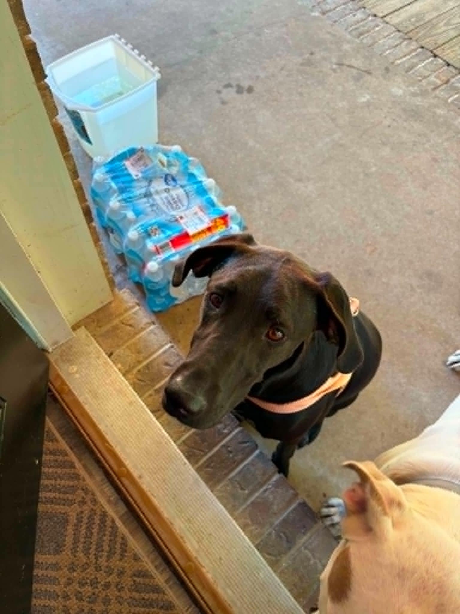 Evie, Adoptable, Adult Female Labrador Retriever.