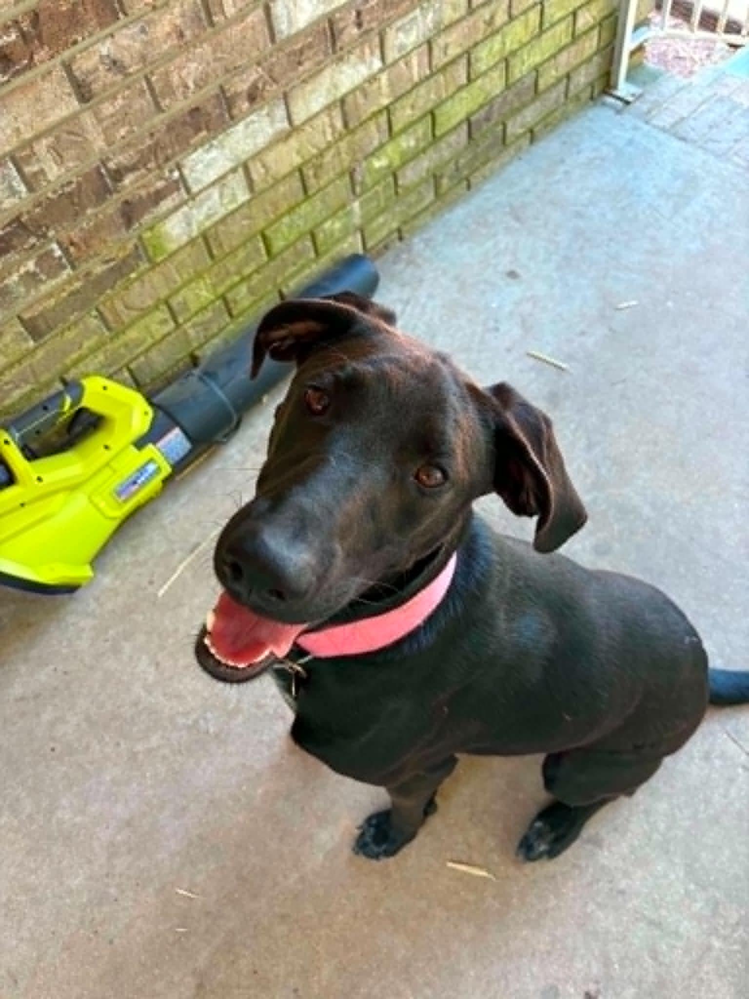 Enlarge Evie, a Adoptable Labrador Retriever in Bradenton, FL image 2/6