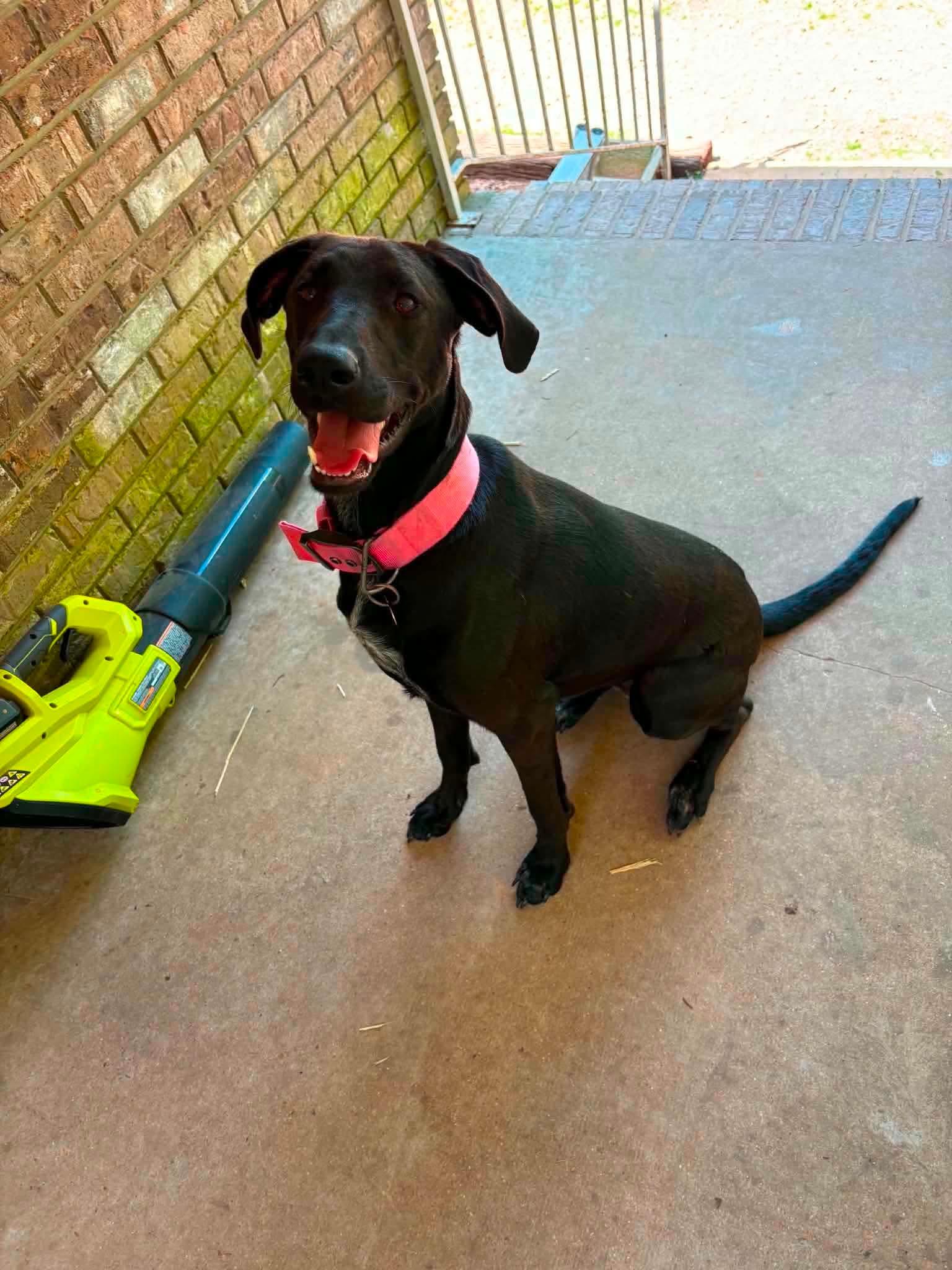 Enlarge Evie, a Adoptable Labrador Retriever in Bradenton, FL image 3/6