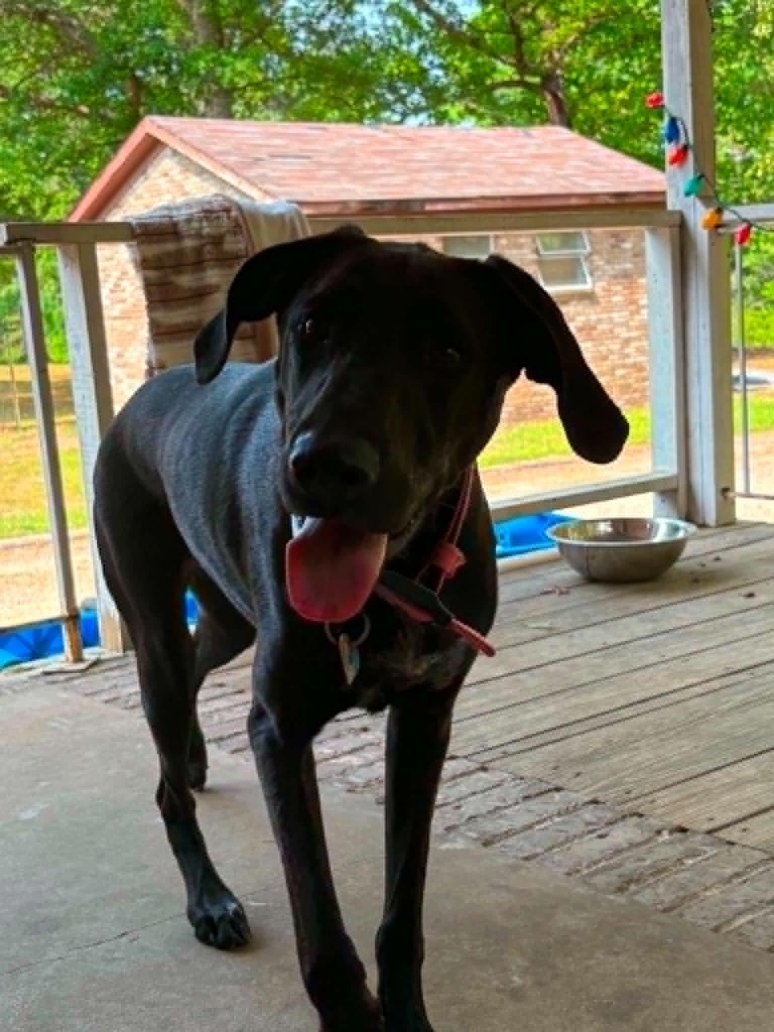 Enlarge Evie, a Adoptable Labrador Retriever in Bradenton, FL image 4/6