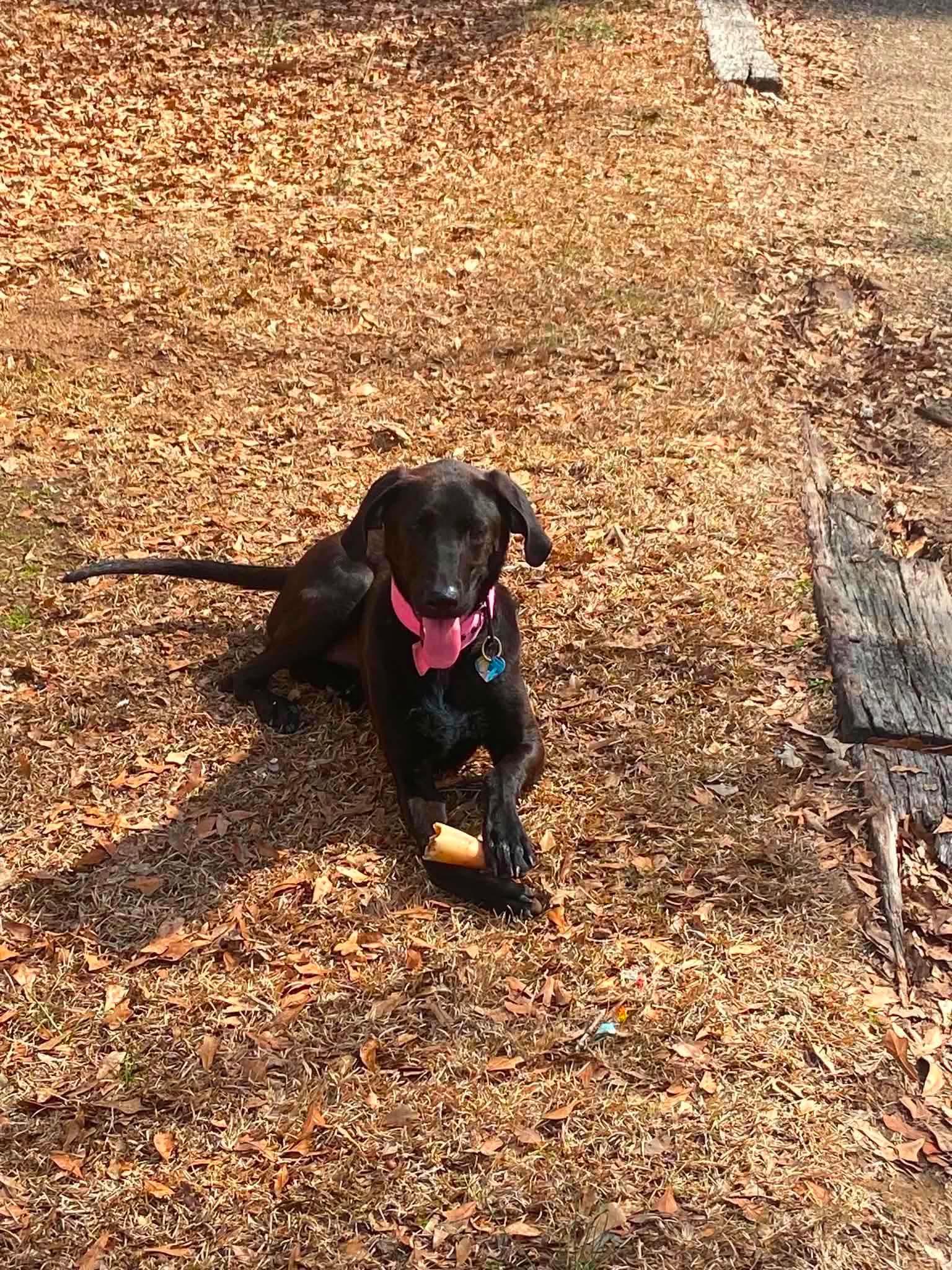 Enlarge Evie, a Adoptable Labrador Retriever in Bradenton, FL image 5/6