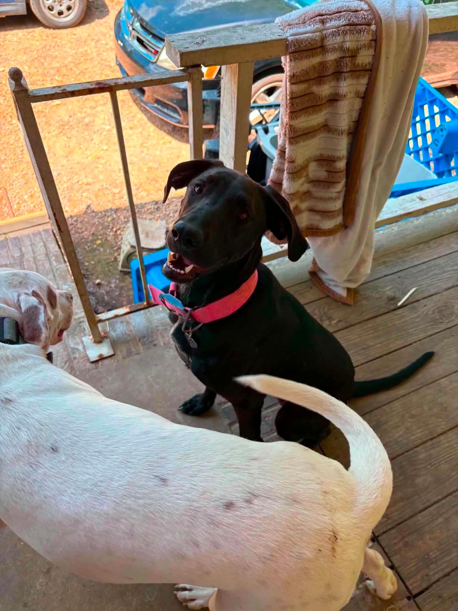 Enlarge Evie, a Adoptable Labrador Retriever in Bradenton, FL image 6/6