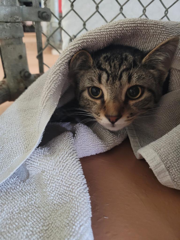 Creepers, Adoptable, Kitten Male Domestic Short Hair.
