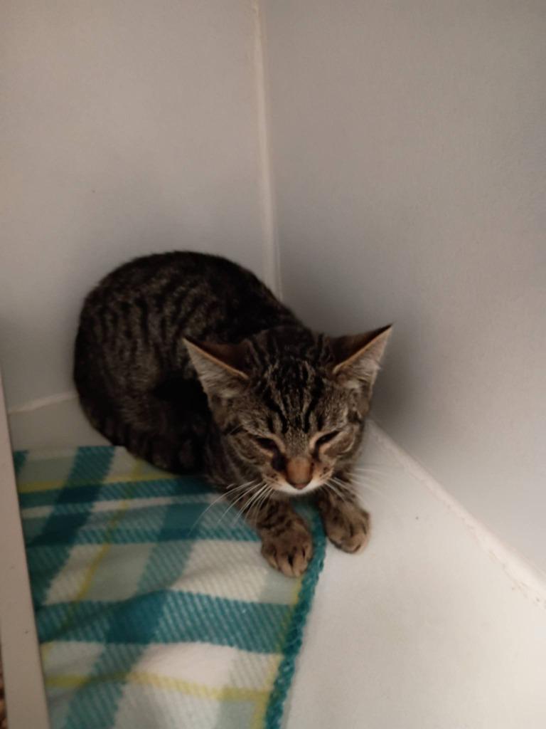 Enlarge Creepers, a Adoptable mixed breed in Waverly, NY image 2/2