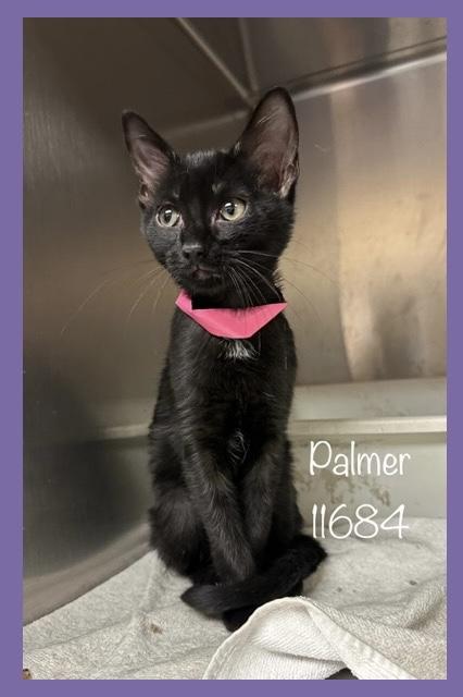 PALMER, Baby Female unknown