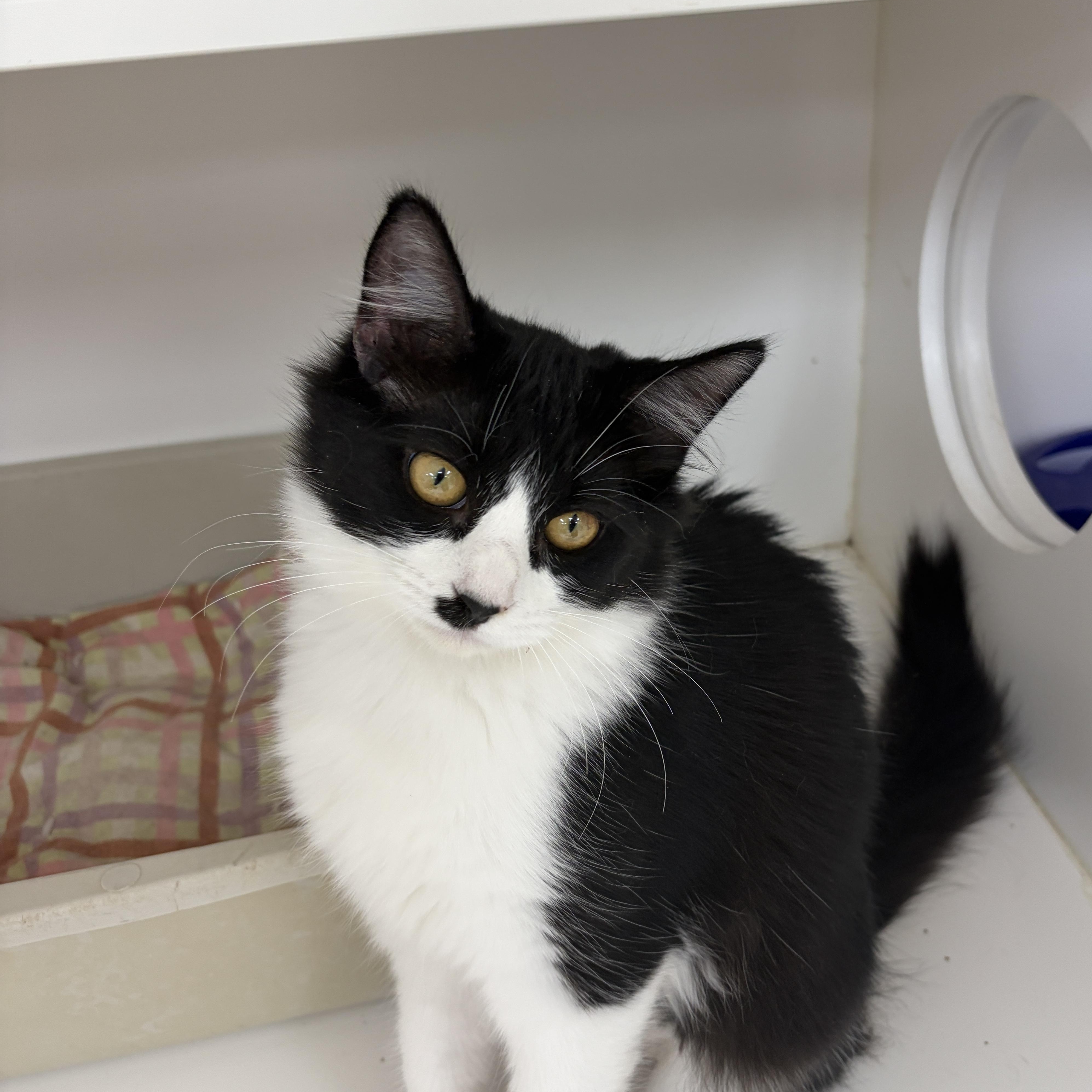 Enlarge Myrtle (Bonded with Morris), an adopted Domestic Medium Hair in Neillsville, WI image 5/5