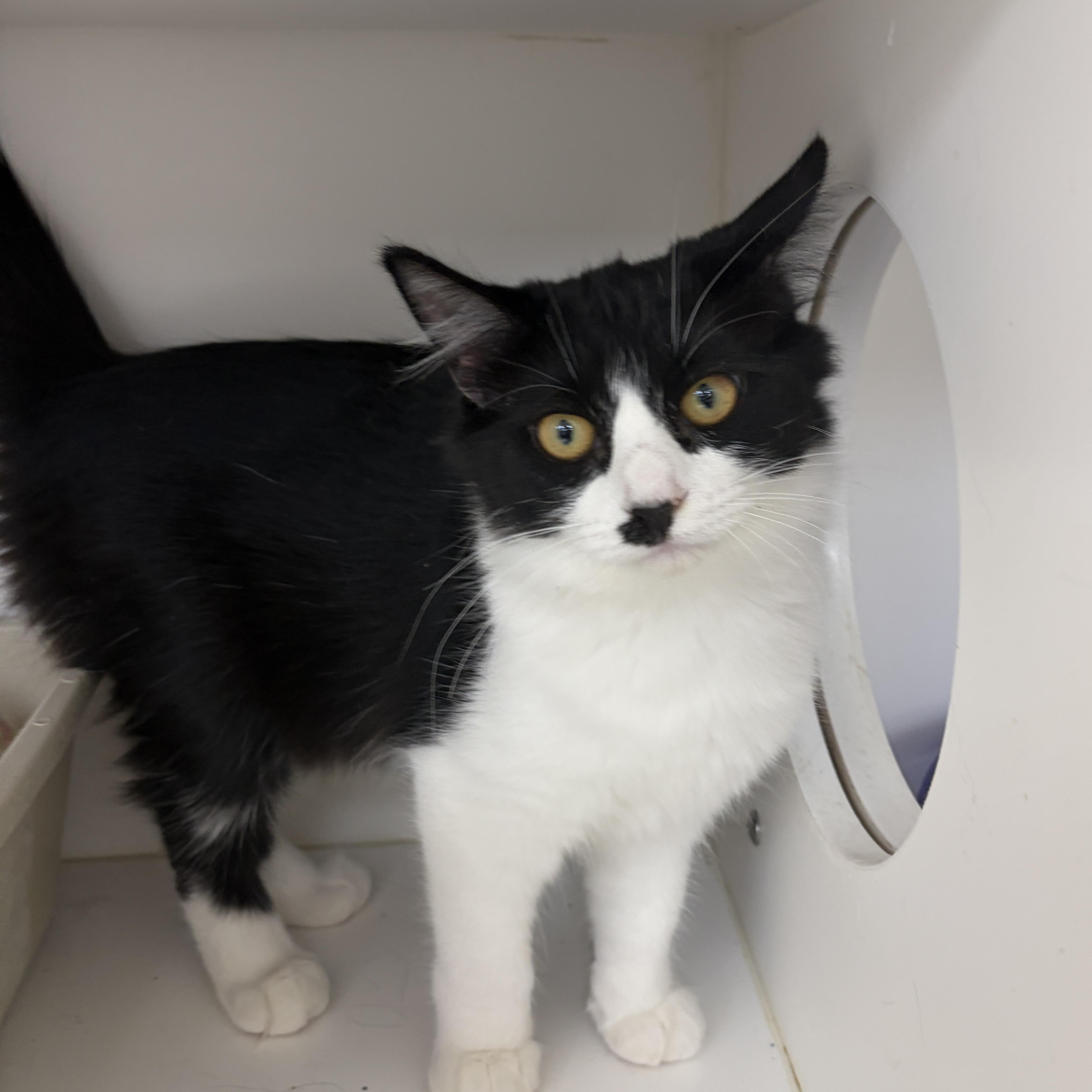 Myrtle (Bonded with Morris), adopted, Young Female Domestic Medium Hair.