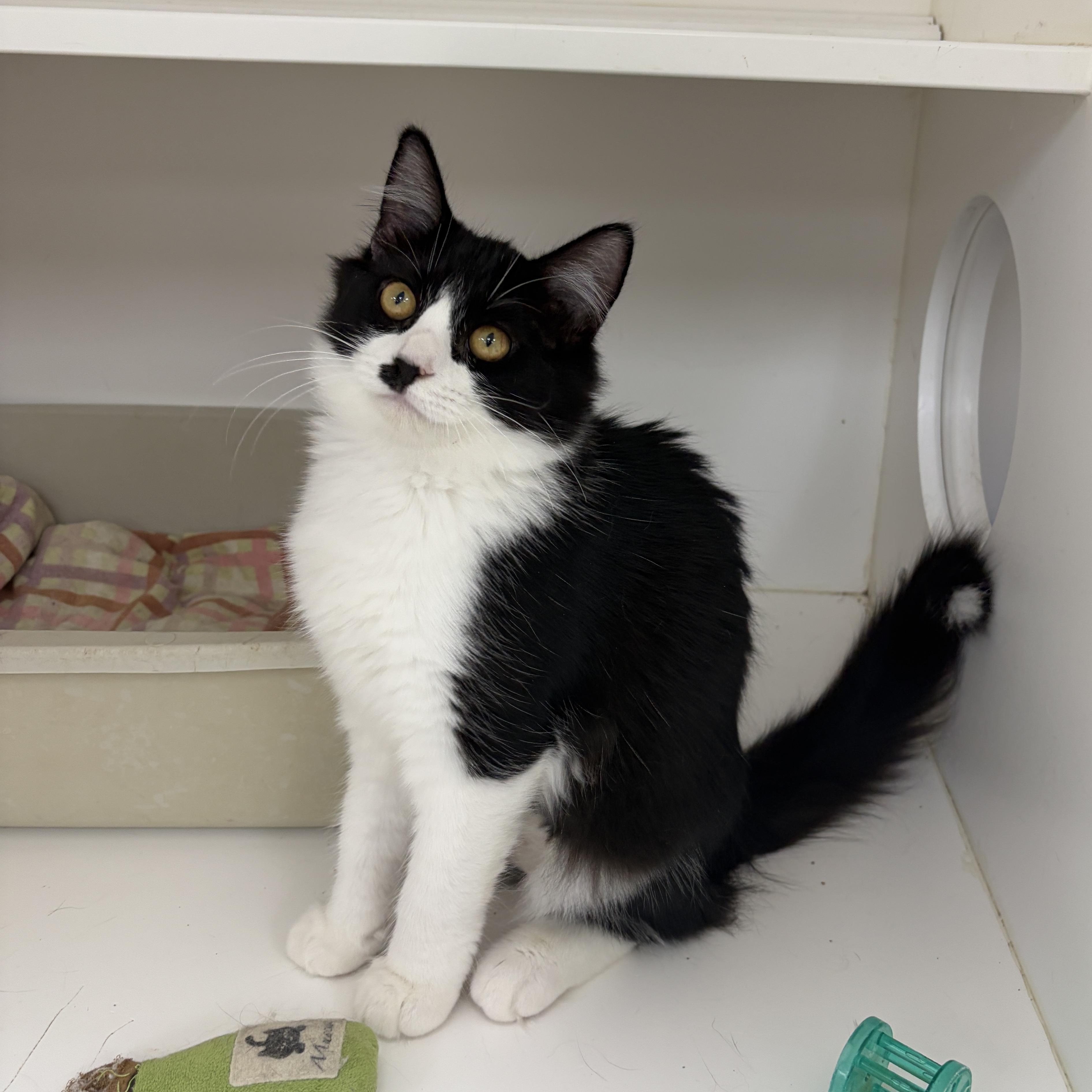 Enlarge Myrtle (Bonded with Morris), an adopted Domestic Medium Hair in Neillsville, WI image 4/5