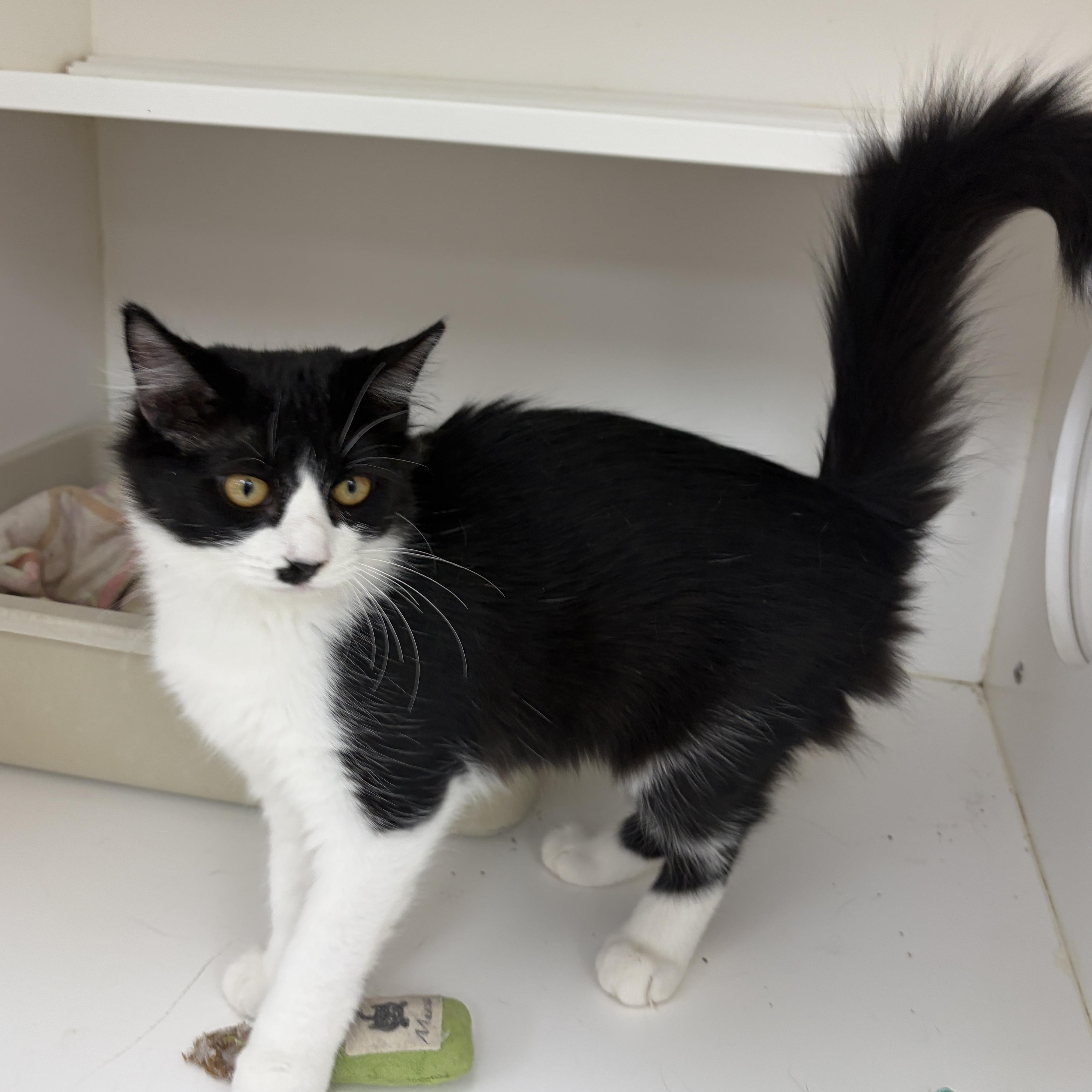 Enlarge Myrtle (Bonded with Morris), an adopted Domestic Medium Hair in Neillsville, WI image 2/5