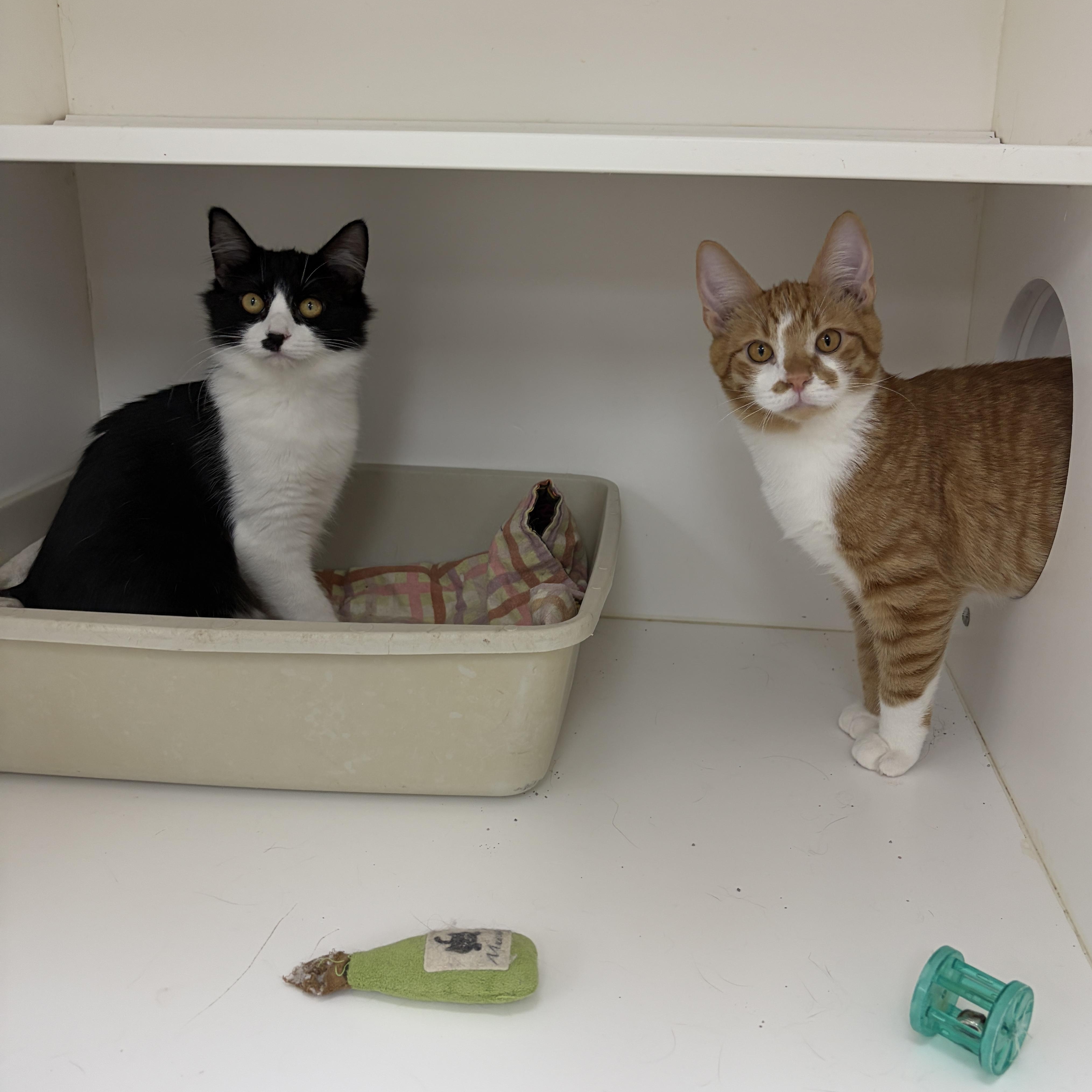 Enlarge Myrtle (Bonded with Morris), an adopted Domestic Medium Hair in Neillsville, WI image 3/5