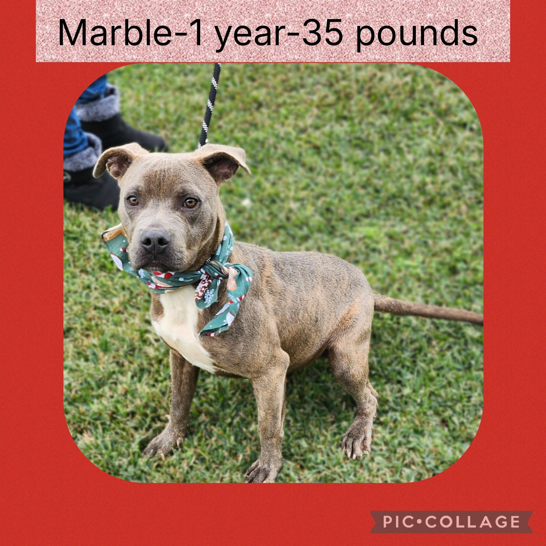 Marble, adopted, Adult Male Pit Bull Terrier.