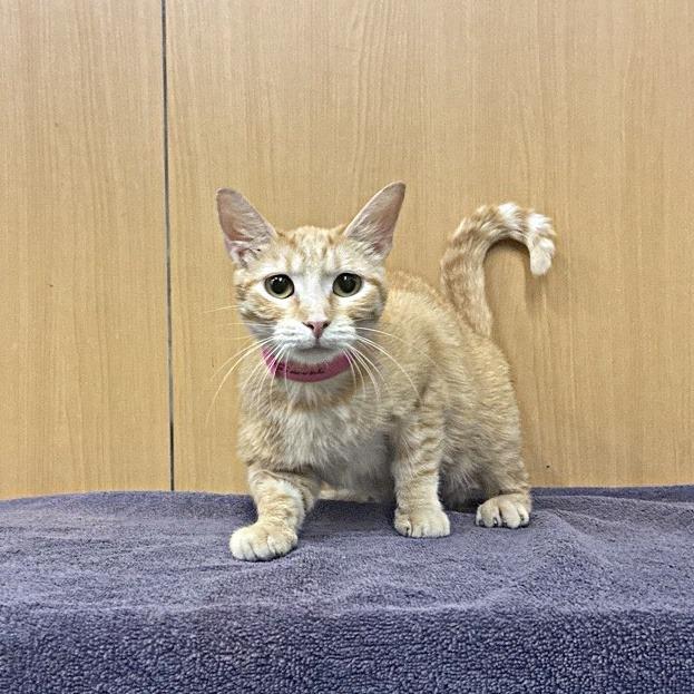 Simone, Adoptable, Adult Female Domestic Short Hair.