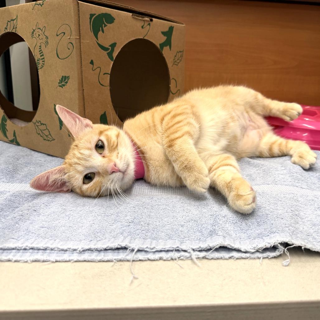 Enlarge Simone, a Adoptable Domestic Short Hair in Saint Louis, MO image 2/2