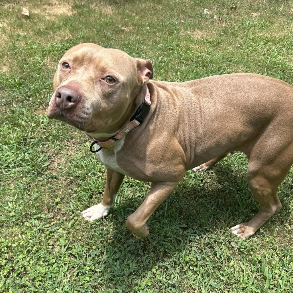 Paris, Adoptable, Adult Female Mixed Breed.