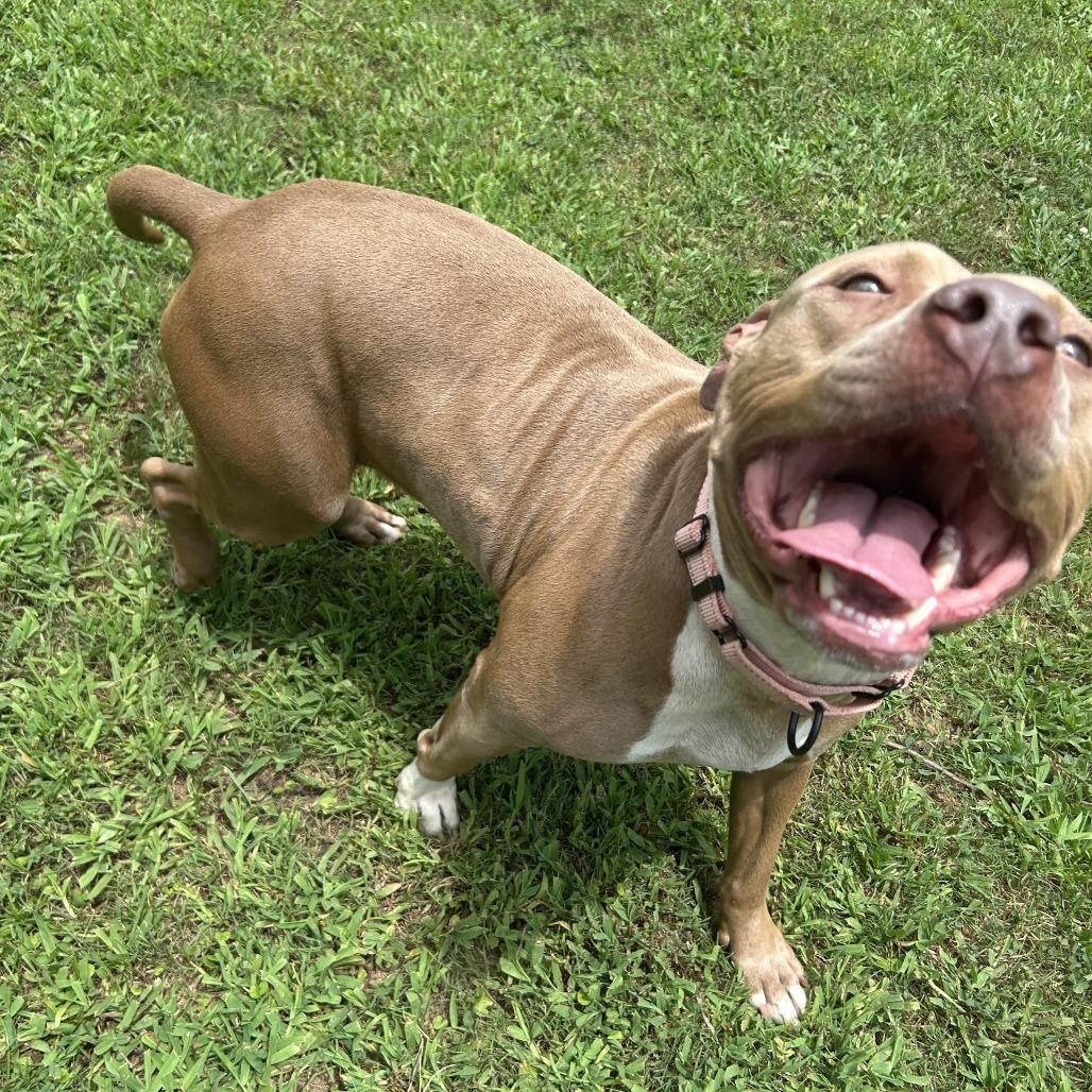 Enlarge Paris, a Adoptable Mixed Breed in Auburn, AL image 2/6