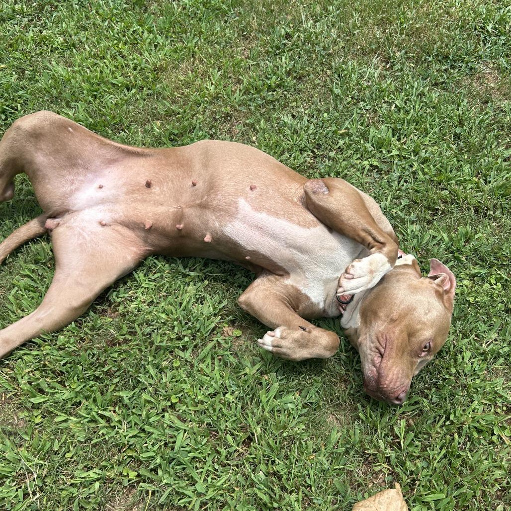 Enlarge Paris, a Adoptable Mixed Breed in Auburn, AL image 3/6