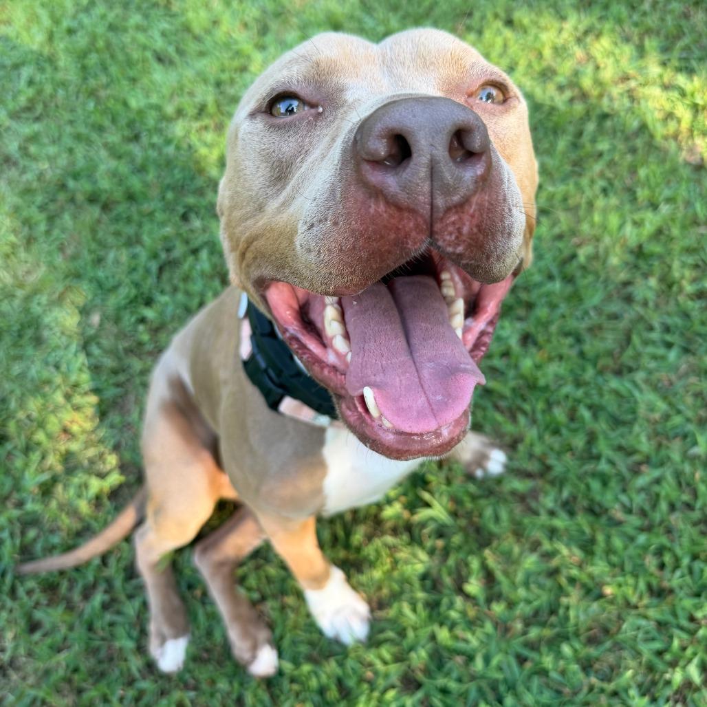 Enlarge Paris, a Adoptable Mixed Breed in Auburn, AL image 4/6