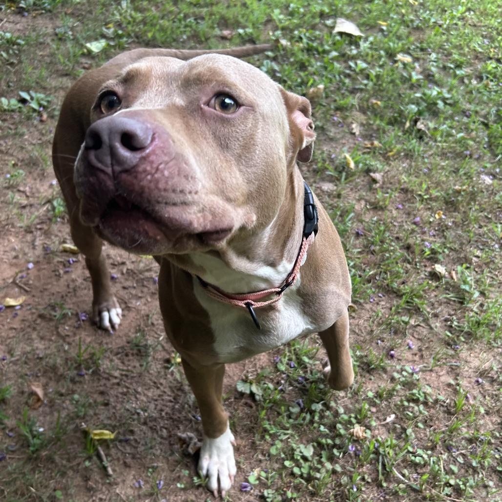 Enlarge Paris, a Adoptable Mixed Breed in Auburn, AL image 5/6