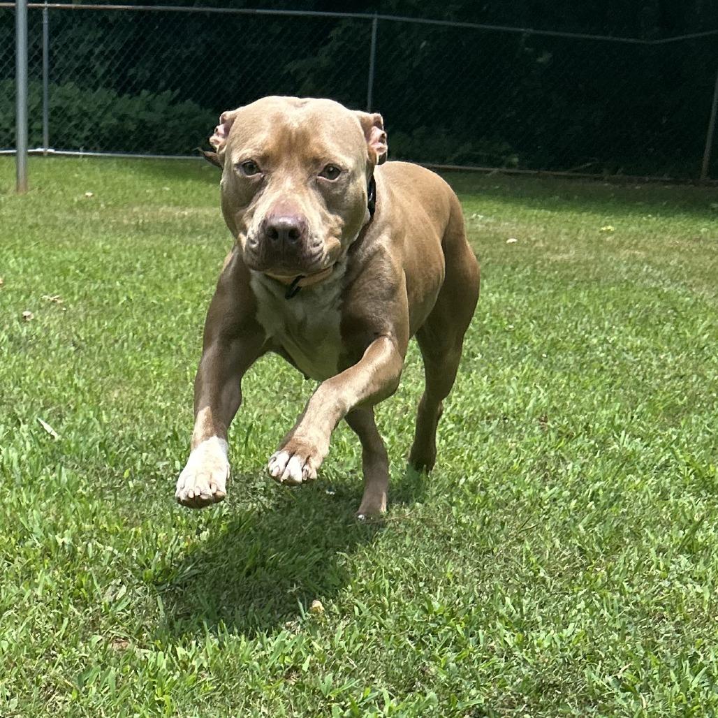 Enlarge Paris, a Adoptable Mixed Breed in Auburn, AL image 6/6