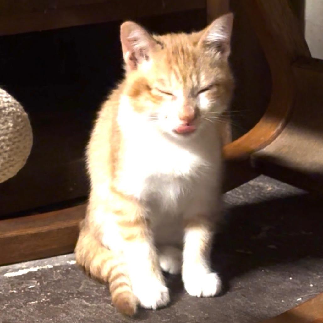 Freddy, Adoptable, Young Male Domestic Short Hair.