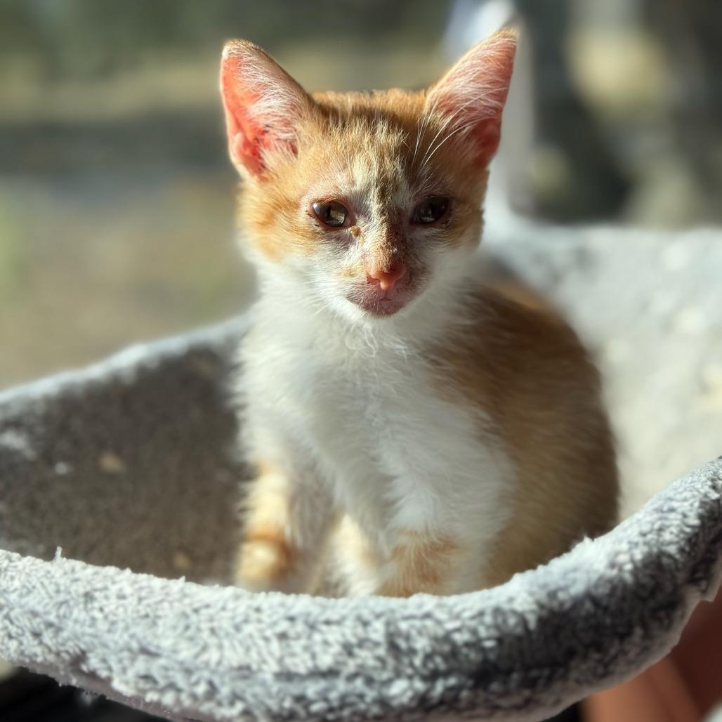 Enlarge Freddy, a Adoptable Domestic Short Hair in Fredericksburg, TX image 2/4