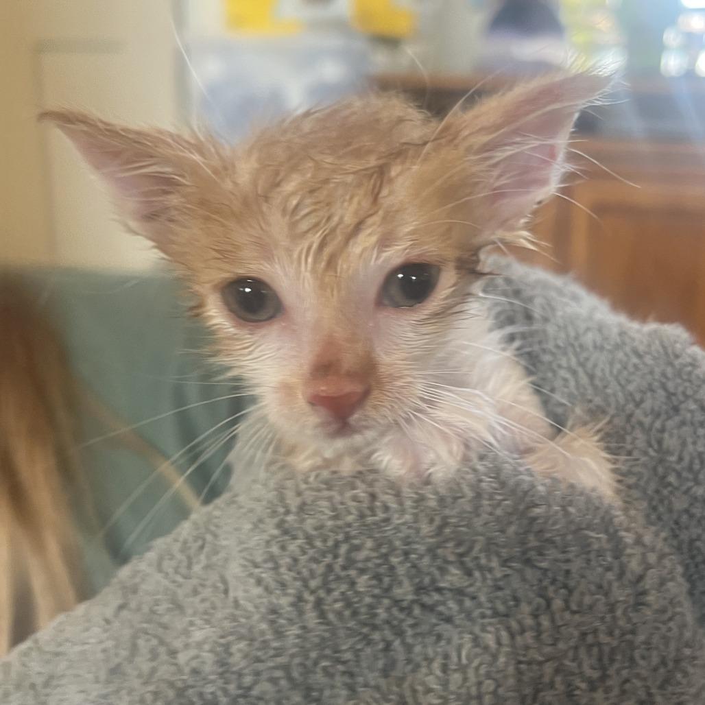 Enlarge Freddy, a Adoptable Domestic Short Hair in Fredericksburg, TX image 3/4
