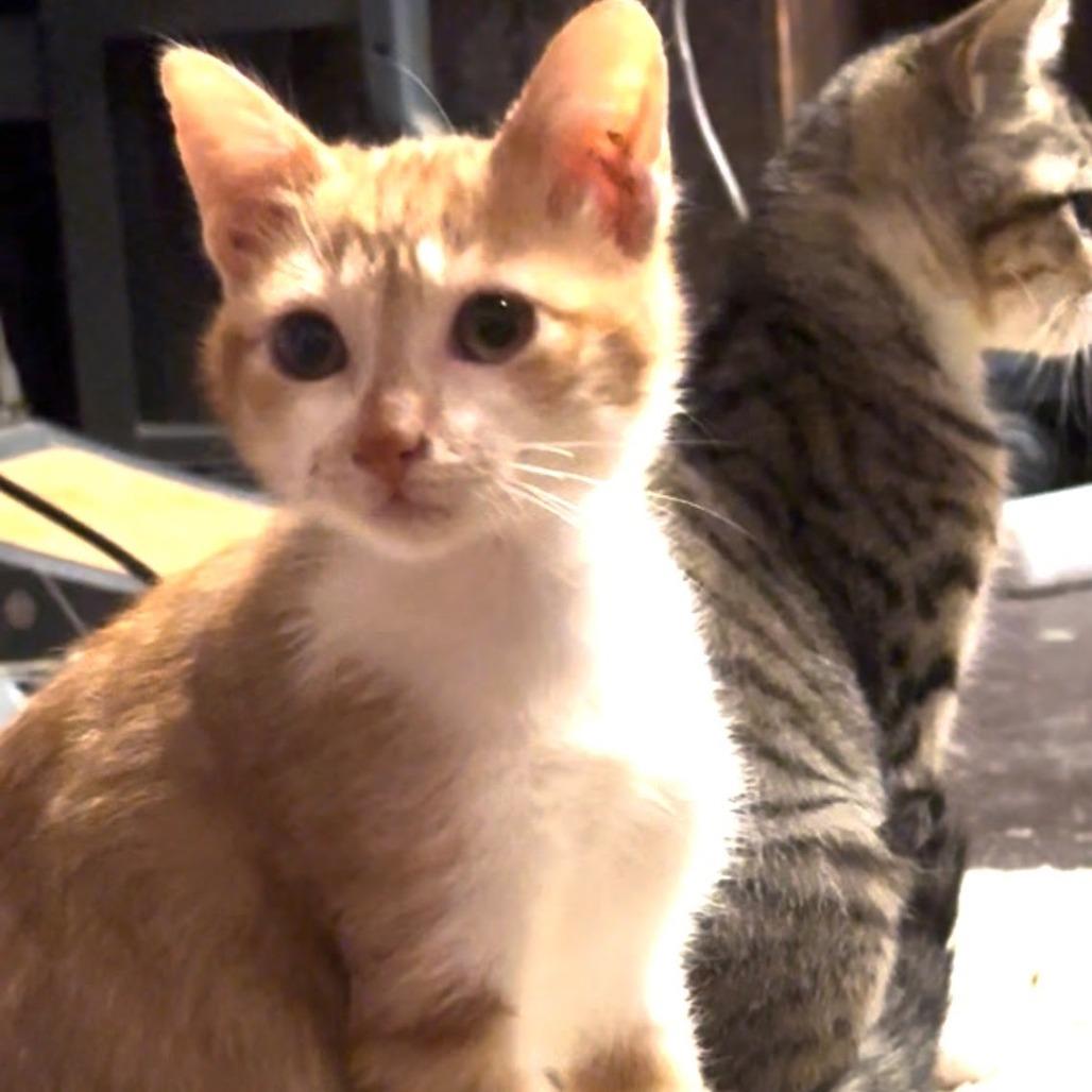 Enlarge Freddy, a Adoptable Domestic Short Hair in Fredericksburg, TX image 4/4