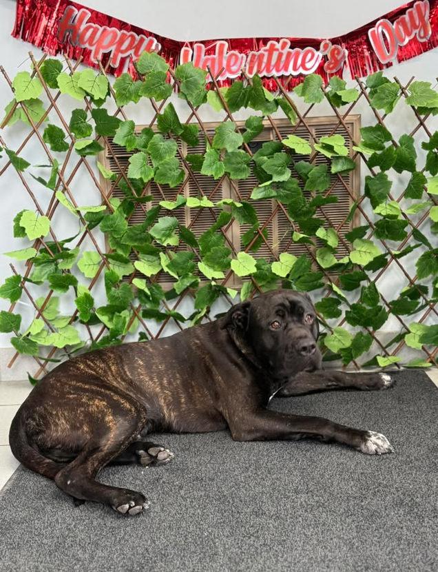 Thor, a ADOPTABLE mixed breed in Keswick, ON image 2/3