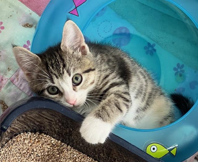 Gwen (Carousel4 Litter)