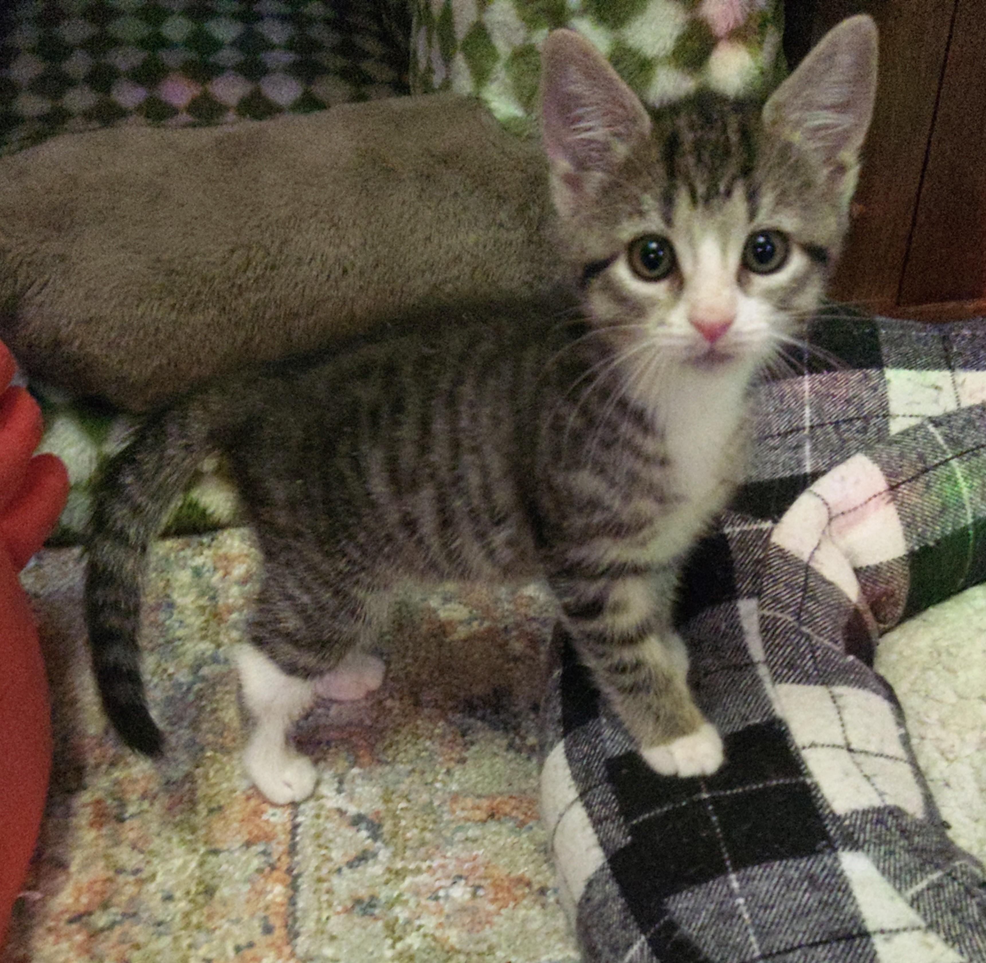 Gwen (Carousel4 Litter)