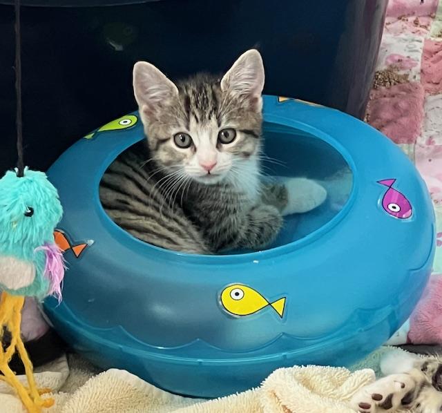 Gwen (Carousel4 Litter)