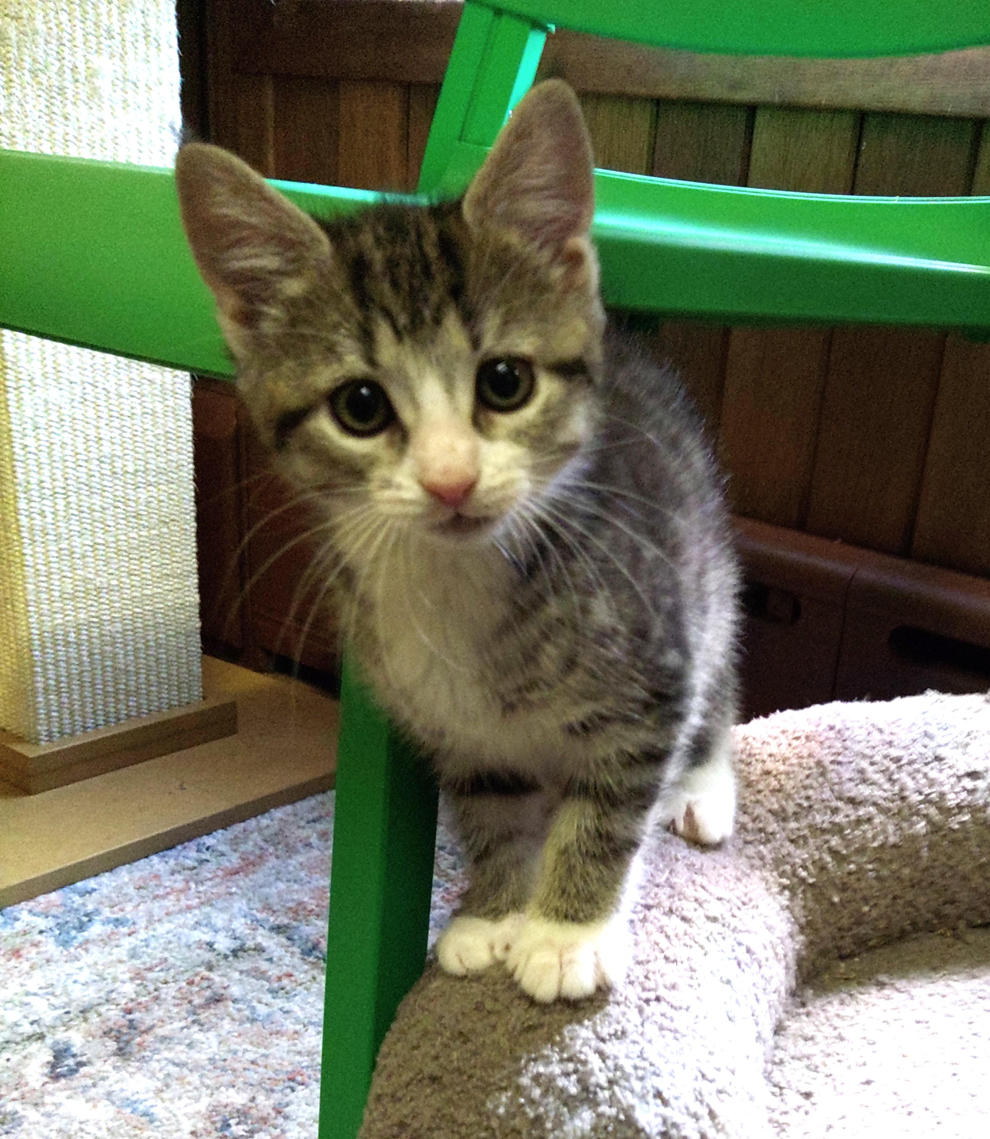 Gwen (Carousel4 Litter)