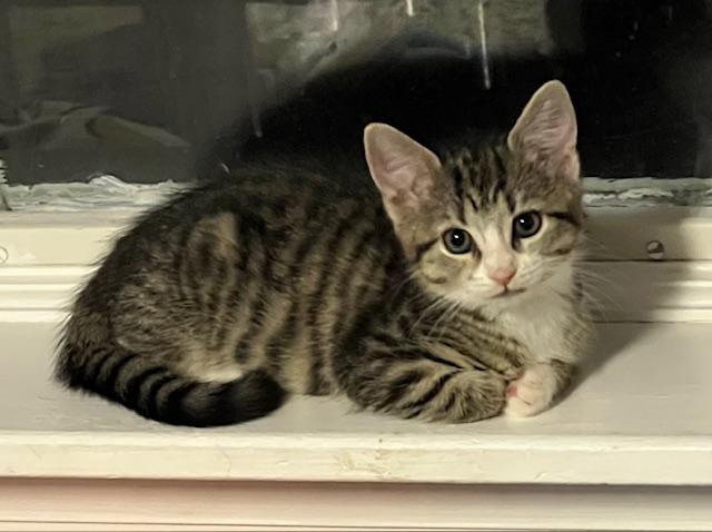 Gwen (Carousel4 Litter), Young Female unknown