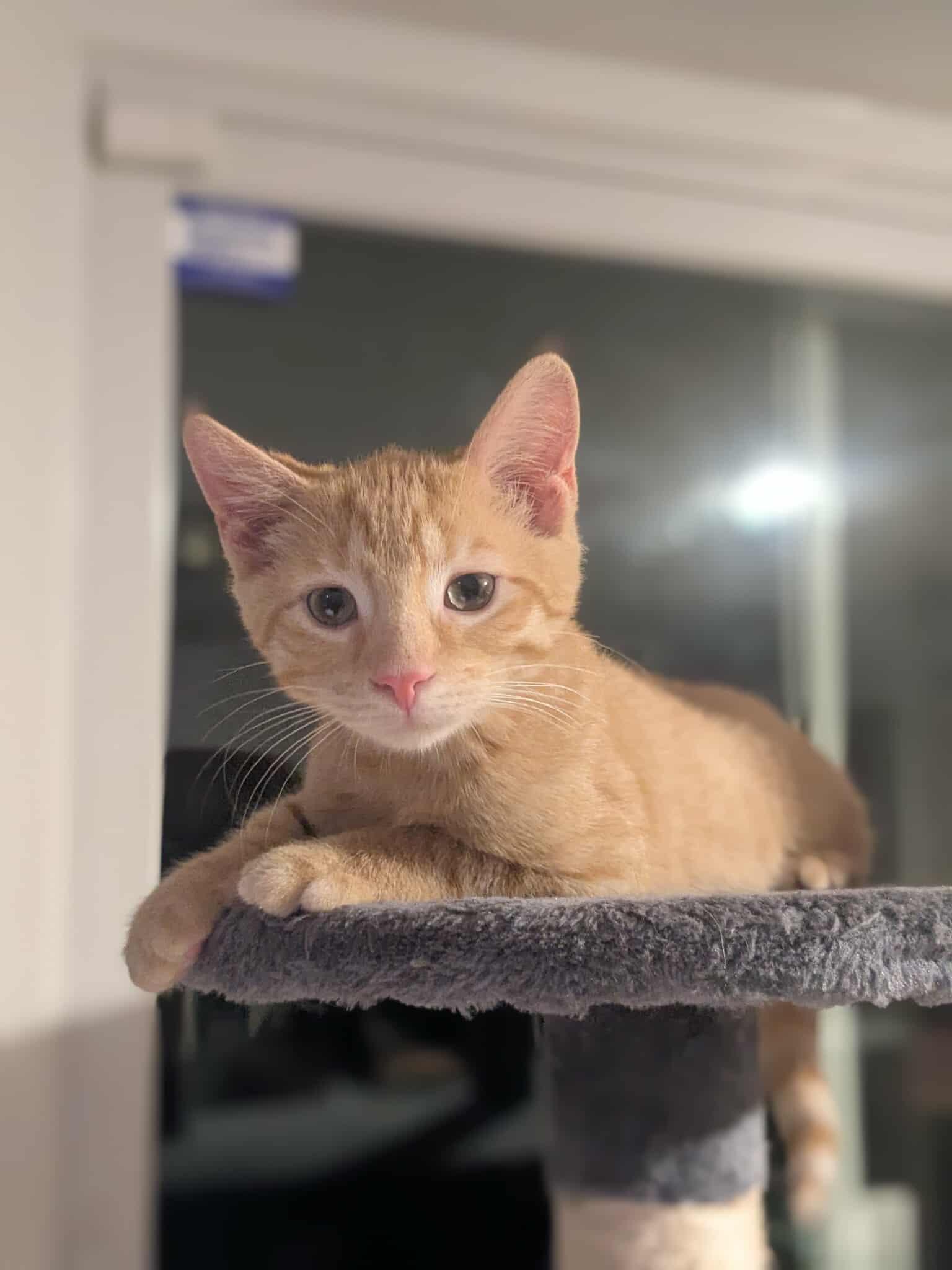 Timber, Adoptable, Young Male Domestic Short Hair.