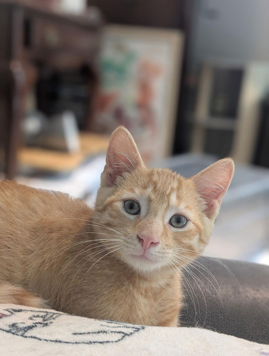 Enlarge Timber, a Adoptable Domestic Short Hair in Hanover, PA image 2/3