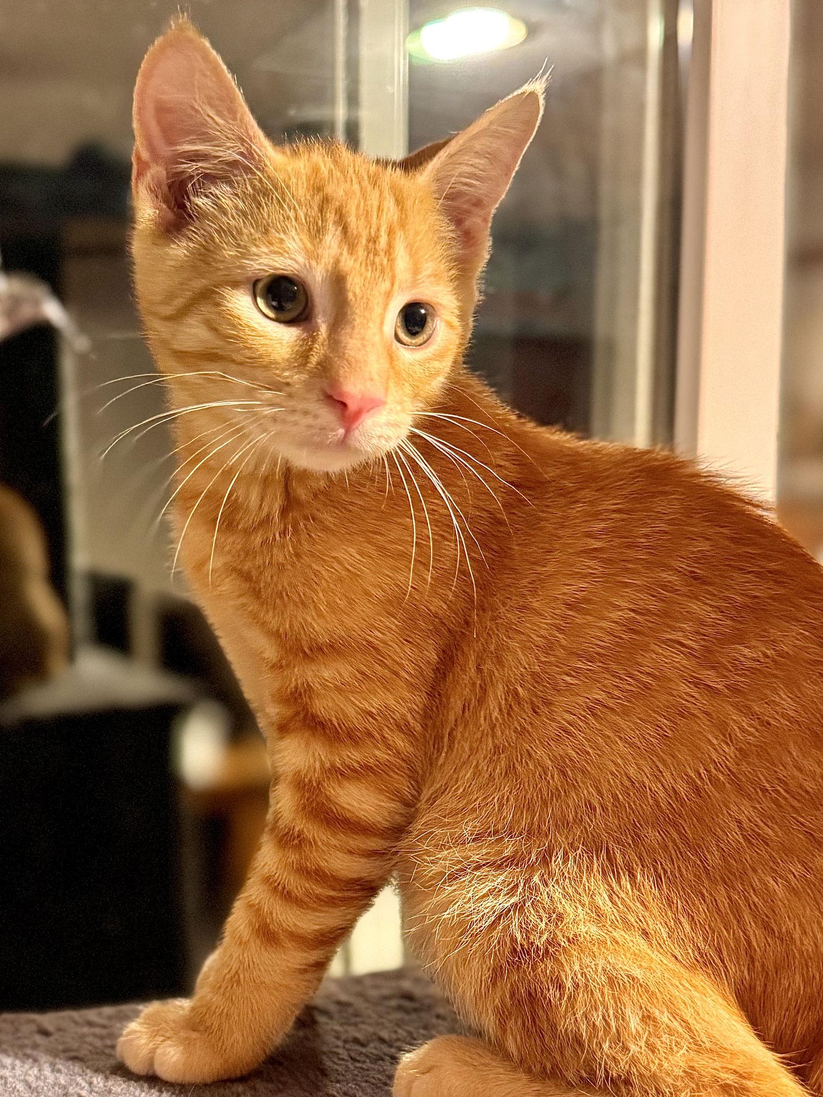 Enlarge Timber, a Adoptable Domestic Short Hair in Hanover, PA image 3/3