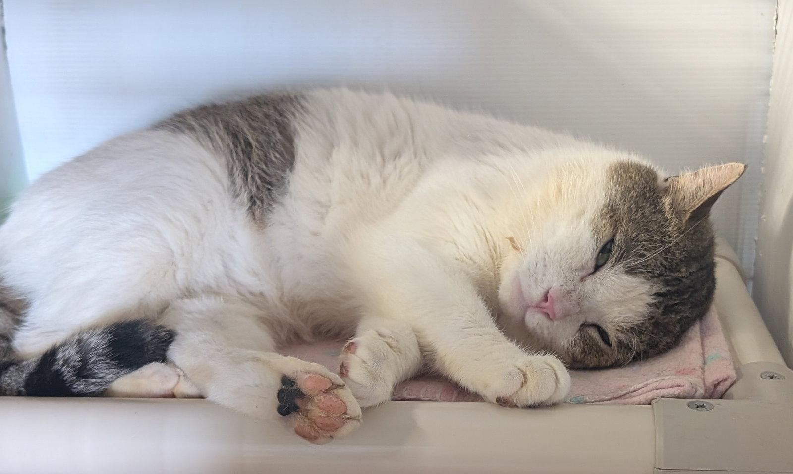 Tamlin, Adoptable, Adult Male Domestic Short Hair.