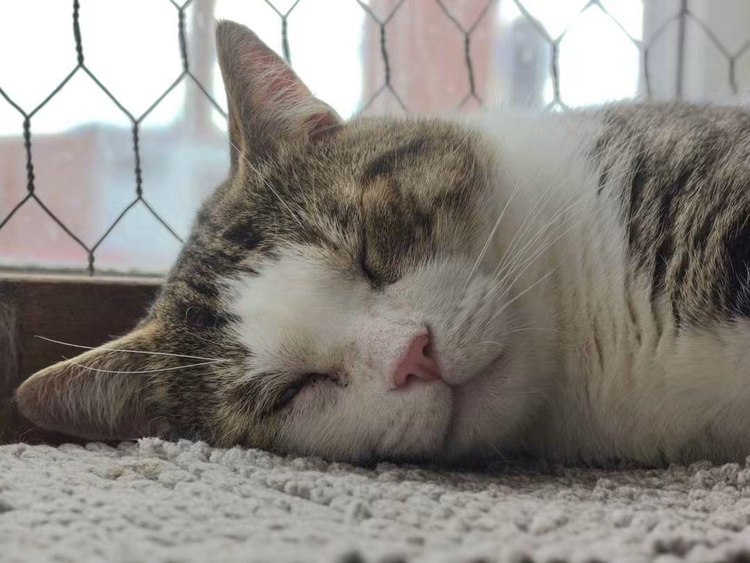 Tamlin, Adoptable, Adult Male Domestic Short Hair.