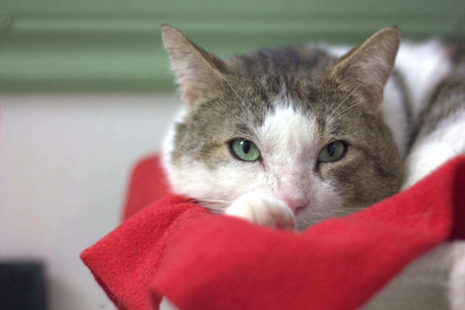 Enlarge Tamlin, a Adoptable Domestic Short Hair in Montreal, QC image 2/3