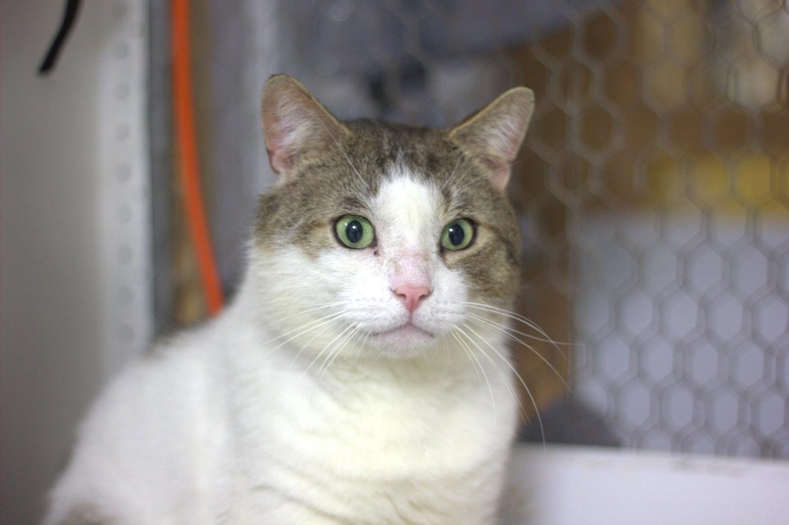Enlarge Tamlin, a Adoptable Domestic Short Hair in Montreal, QC image 3/3