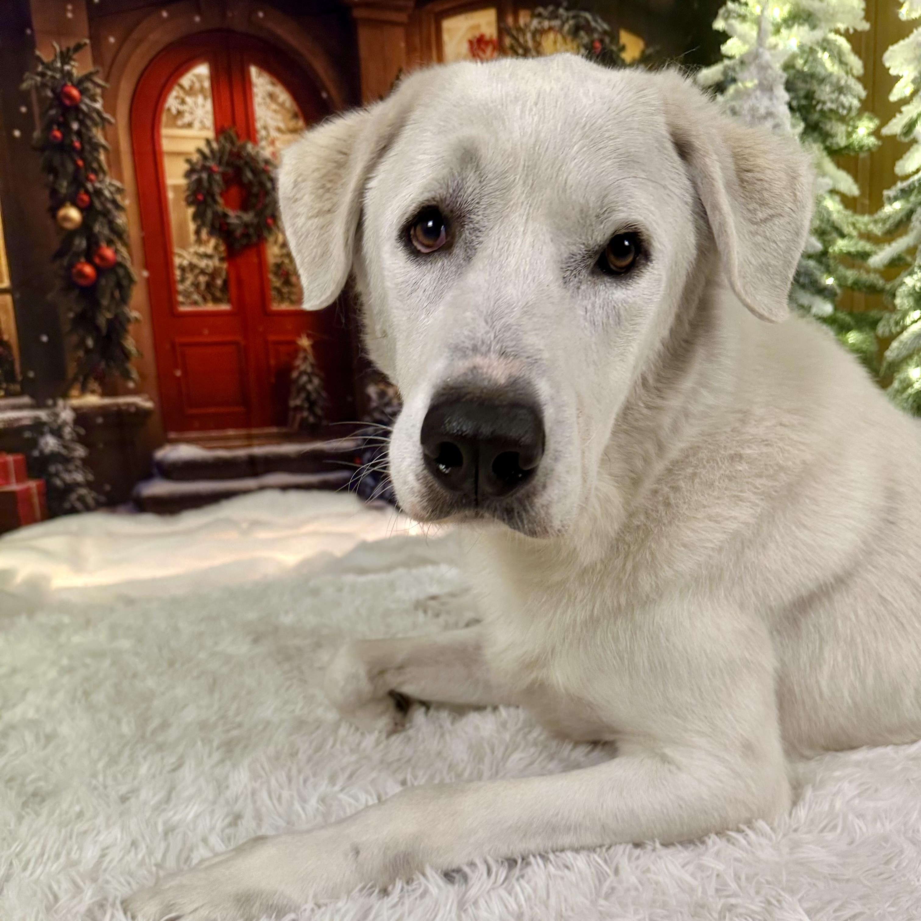 Dave, an adoptable Akbash in Pacific, MO, 63069 | Photo Image 4