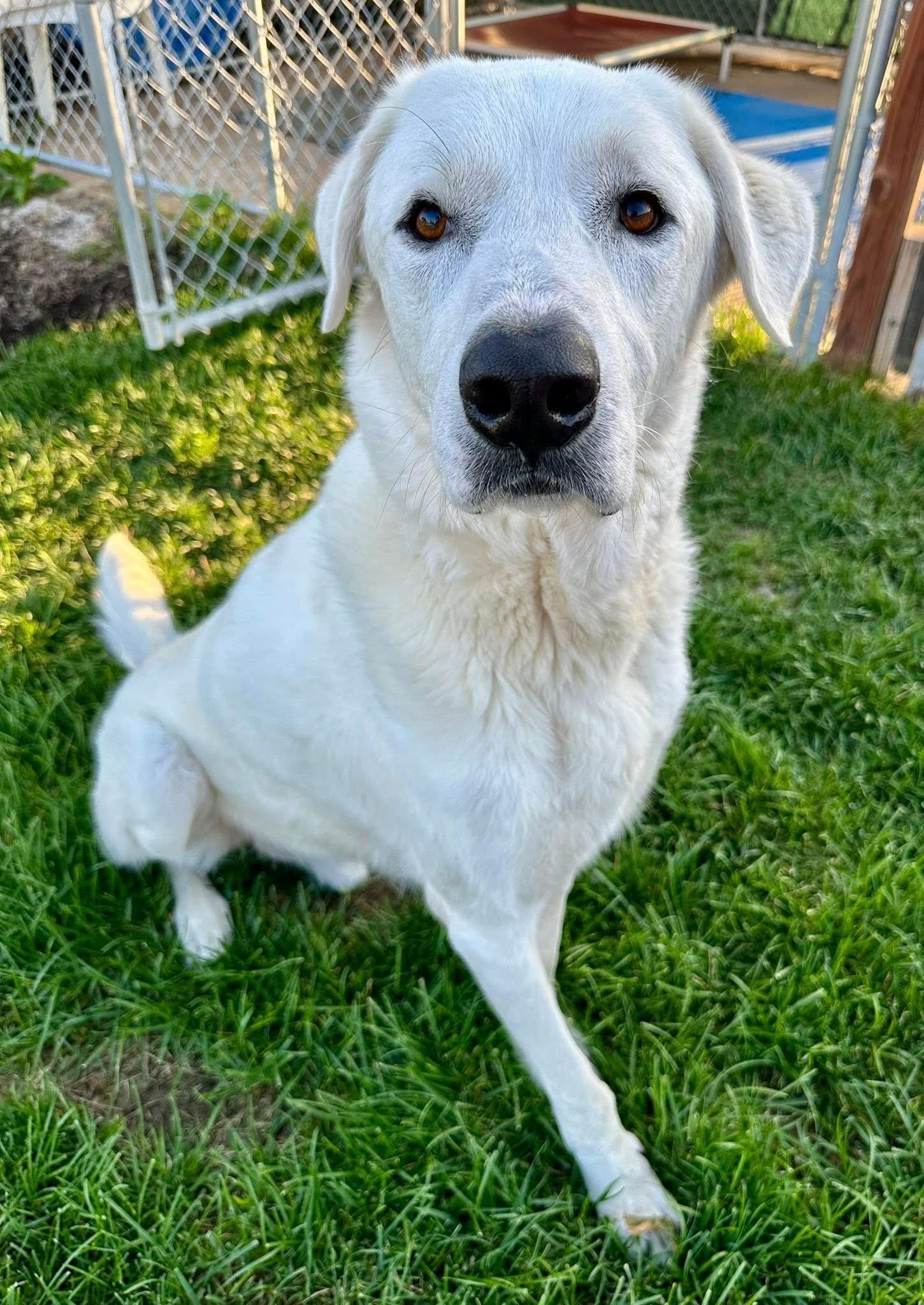 Dave, an adoptable Akbash in Pacific, MO, 63069 | Photo Image 1