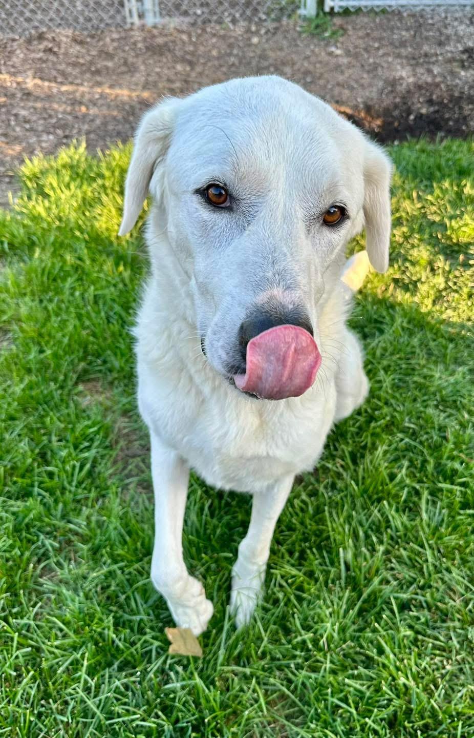 Dave, an adoptable Akbash in Pacific, MO, 63069 | Photo Image 2
