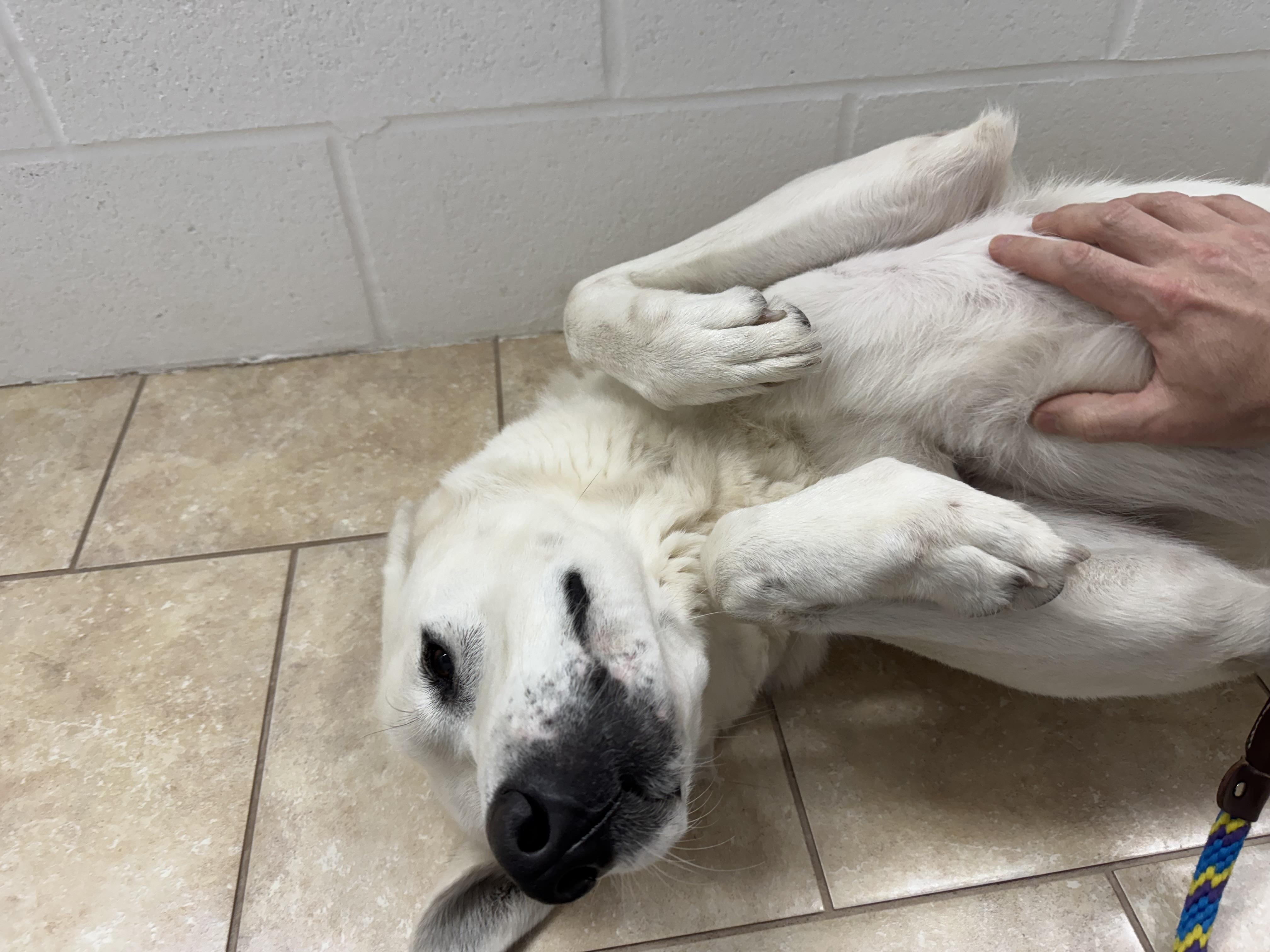 Dave, an adoptable Akbash in Pacific, MO, 63069 | Photo Image 3
