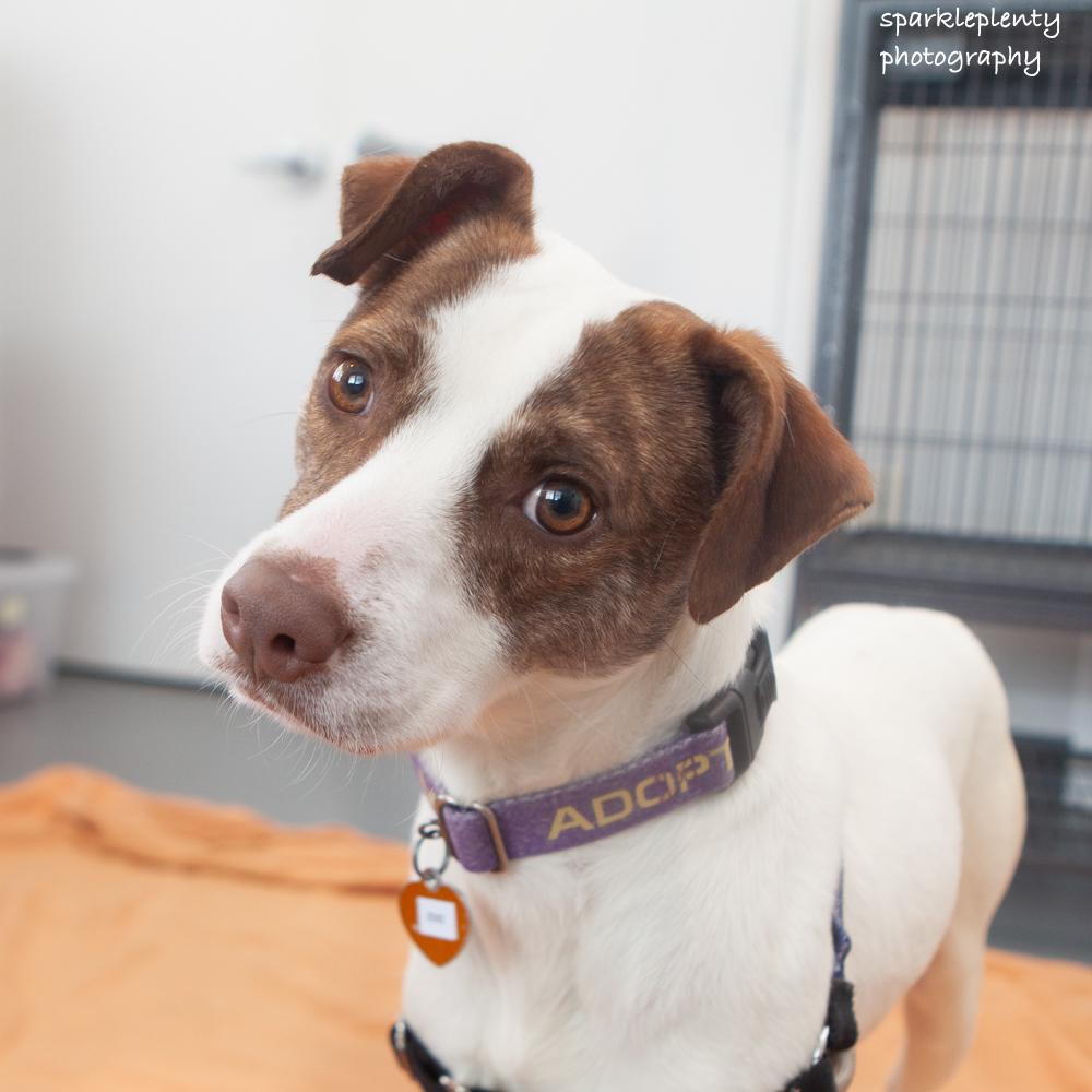 Zeke Stane, adoptable, Puppy Male Mixed Breed.