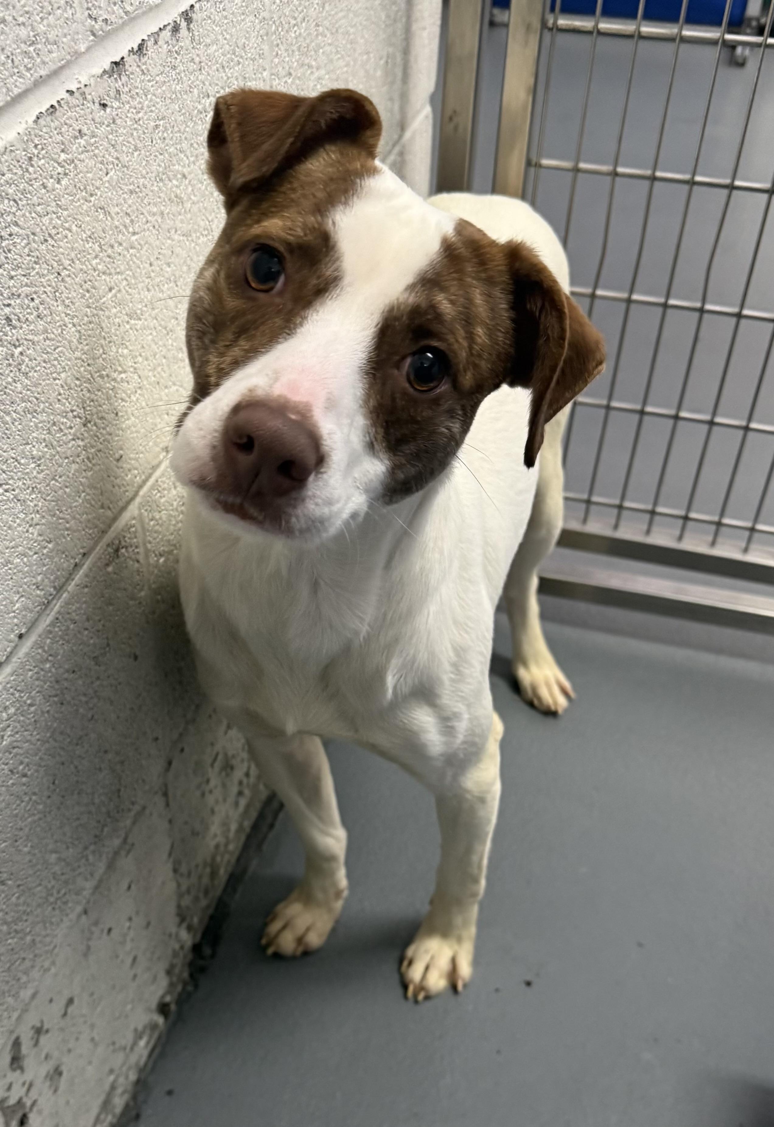 Zeke Stane, adoptable, Puppy Male Mixed Breed.