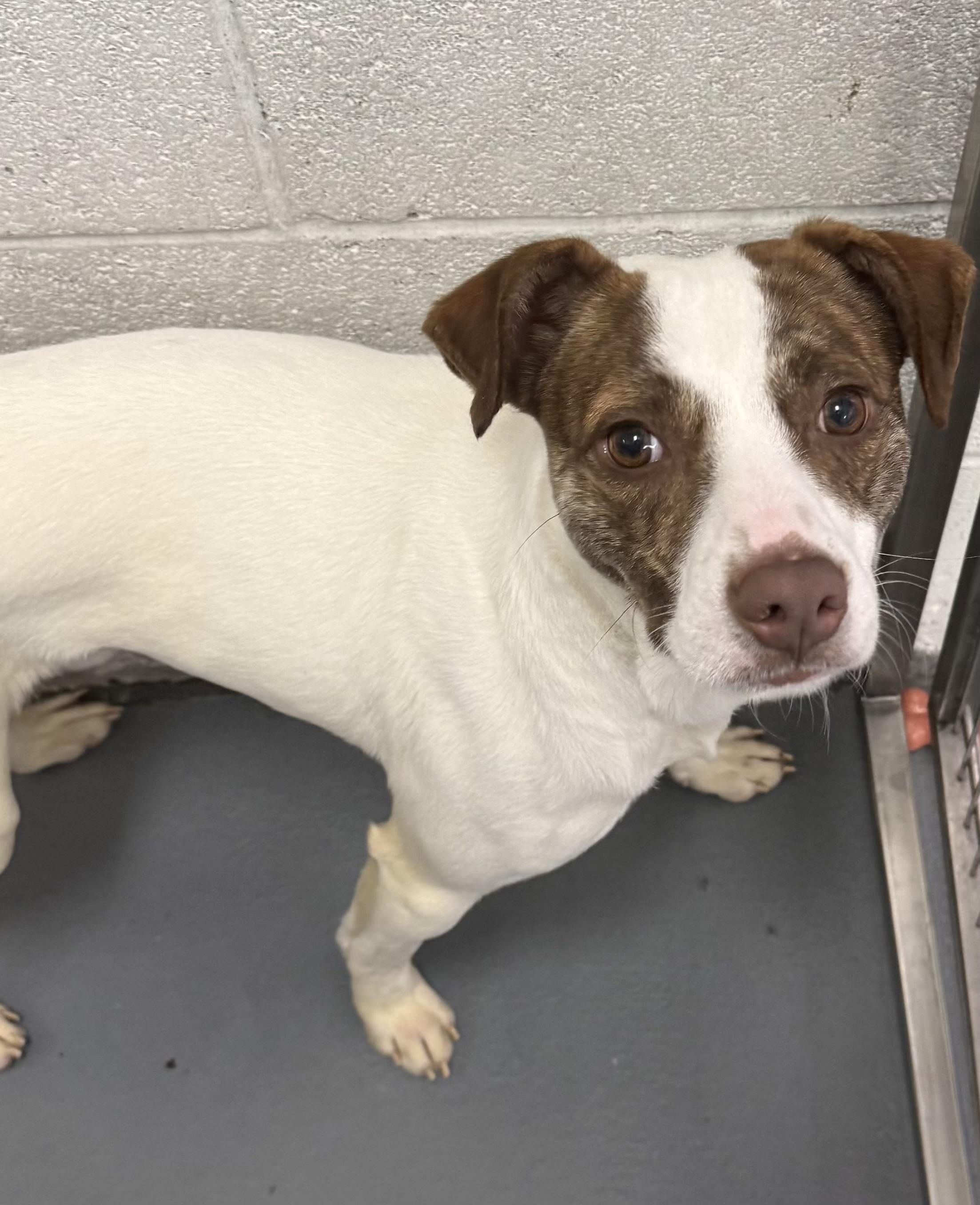Enlarge Zeke Stane, an adoptable Mixed Breed in Ridgefield, CT image 5/6